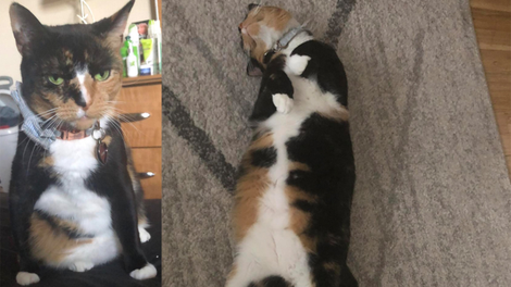 Luna, showing off her glorious belly. No context needed.